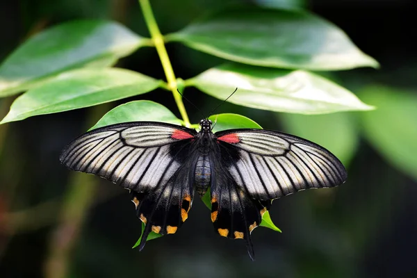 Bella Farfalla Papilio Rumanzovia Scarlatto Mormone Foglia — Foto Stock