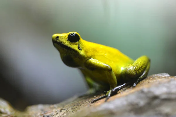 Χρυσός Δηλητηριώδης Βάτραχος Phyllobates Terribilis Στα Τροπικά Δάση Τροπικός Βάτραχος — Φωτογραφία Αρχείου