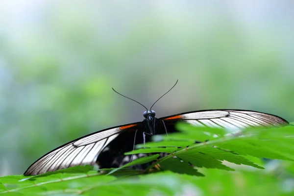 Bella Farfalla Papilio Rumanzovia Scarlet Mormon Poggiata Una Foglia Grande — Foto Stock