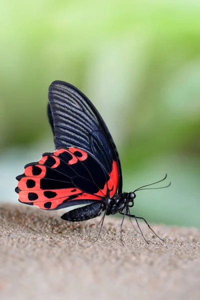 Farfalla Tropicale Scarlatto Mormone Papilio Rumanzovia Grande Coda Rondine Che — Foto Stock