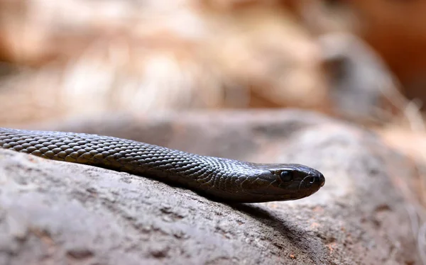 Inland taipan (Oxyuranus güçlü), Avustralya'da yaşayan dünyanın en zehirli yılan.
