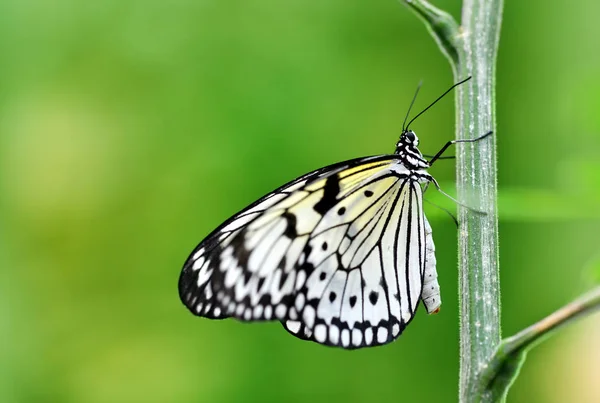 Farfalla Tropicale Aquilone Carta Ninfa Grande Albero Idea Leuconoe Seduto — Foto Stock