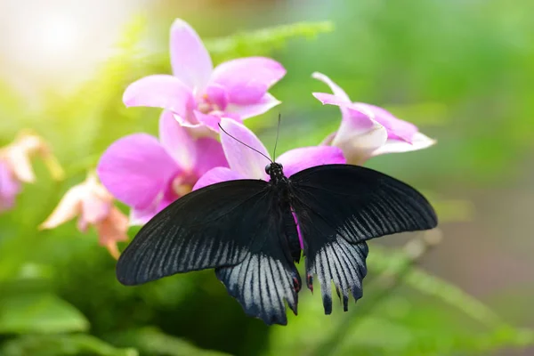 Farfalla Tropicale Grande Mormone Papilio Memnon Seduto Sul Fiore Orchidea — Foto Stock