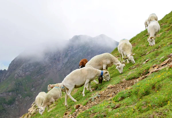 Flokk Med Sauer Som Beiter Beite Nær Col Tourmalet Pyreneene – stockfoto