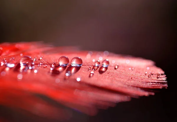 Gotas Rocío Agua Hermosa Una Pluma Roja Cerca Fondo Naturaleza — Foto de Stock