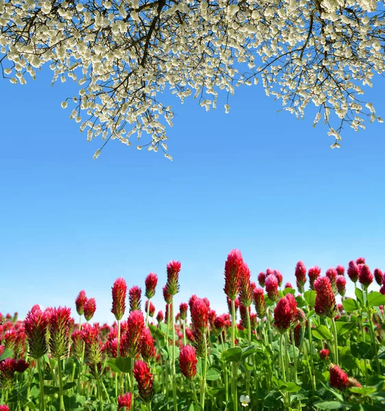 Feld Von Hochroten Kleeblättern Trifolium Incarnatum Mit Blühenden Zweigkirschbäumen Frühlingshafter — Stockfoto