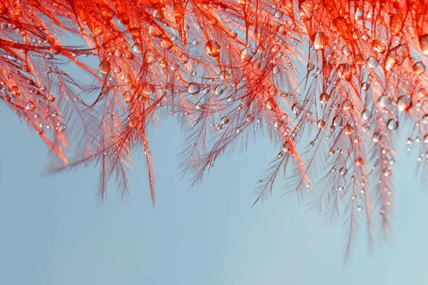 Gouttes Rosée Eau Sur Une Plume Rouge Gros Plan — Photo