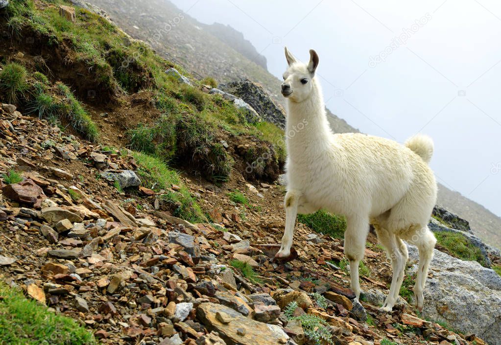 Llama (lama glama), mammal living in the South American Andes.