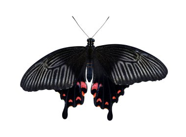 Tropikal kelebek büyük beyaz bir arka plan üzerinde izole Mormon (Papilio memnon). Büyük Swallowtail Güney Asya'ya yerli. 