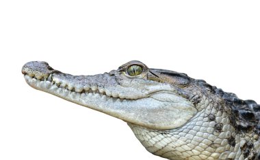Tatlısu timsahı (Crocodylus mindorensis) beyaz bir arka plan üzerinde izole. Filipinler yaşayan kertenkele.