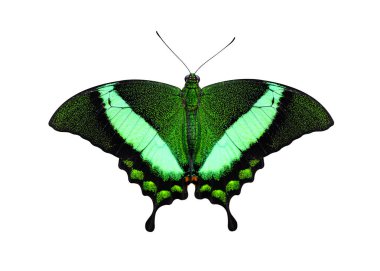 Tropikal kelebek Emerald Swallowtail veya Green-Banded beyaz bir arka plan üzerinde izole tavus kuşu, (Papilio palinurus).