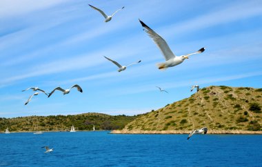Denizin Kornati Milli Parkı, Hırvatistan üzerinde uçan martıları sürüsü.