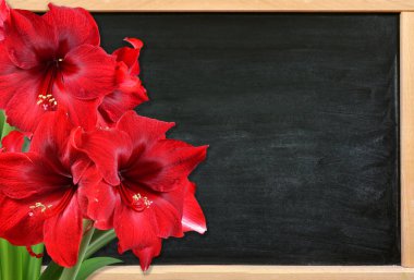 Kırmızı Amaryllis çiçek kopya alanı ile ahşap masa.