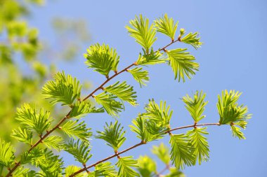 Metasequoia glyptostroboides (şafak Redwood) içinde belgili tanımlık geçmiş mavi gökyüzü ile bir bahar dalı ile yeşil yaprakları.