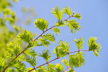 Spring branch with green leaves of Metasequoia glyptostroboides ( Dawn Redwood ) with blue sky in the background. clipart