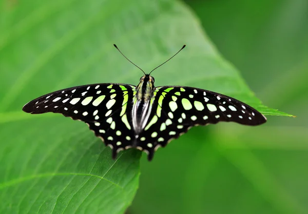 Farfalla Tropicale Coda Green Jay Graphium Agamemnon Una Foglia Coda — Foto Stock