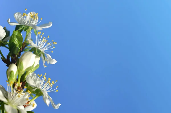 Forbaskede Plommetre Kvist Med Hvite Blomster Blå Himmel Fjærbakgrunn Med – stockfoto