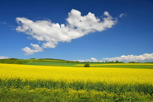 Tavaszi Táj Sárga Repce Field Kék Felhők — Stock Fotó