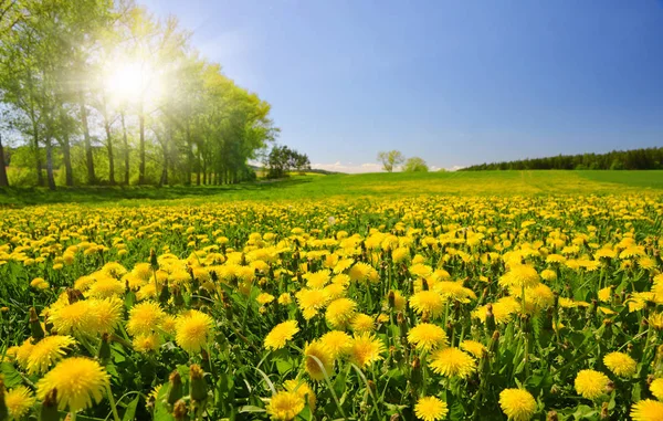 Dandelions Florescentes Meadow Spring Paisagem Com Céu Ensolarado — Fotografia de Stock