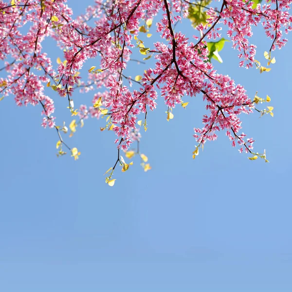 Branches Arbre Cercis Canadensis Fleur Avec Des Fleurs Roses Sur — Photo