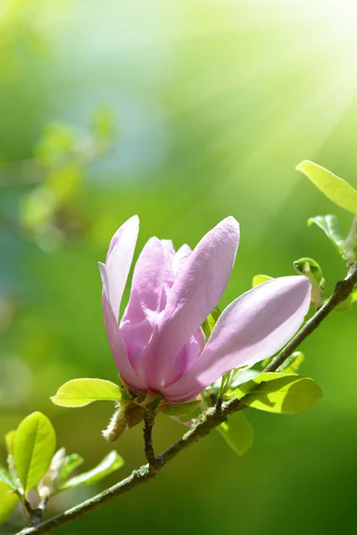 Wiosna Kwitnąca Gałąź Magnolia Naturalnym Tle Kwiatów — Zdjęcie stockowe