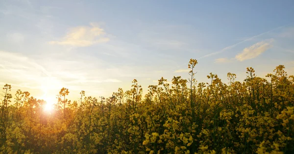 油菜籽 甘蓝型油菜 在落日下 日落时的春天领域 — 图库照片