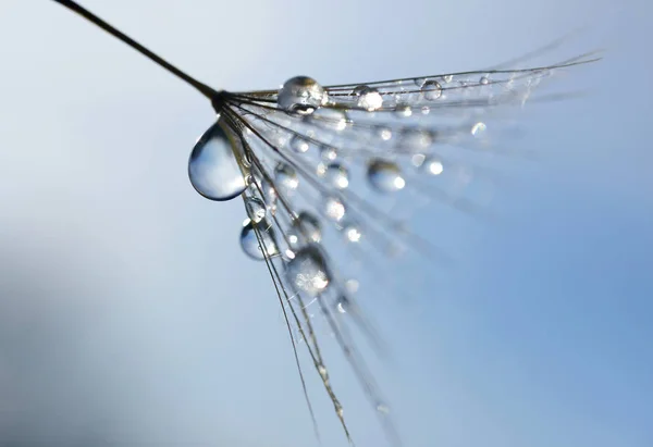 水滴在蒲公英种子上靠近 自然背景 — 图库照片