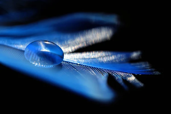 Mooie Grote Dauw Waterdruppel Een Blauwe Veer Close Achtergrond Van — Stockfoto