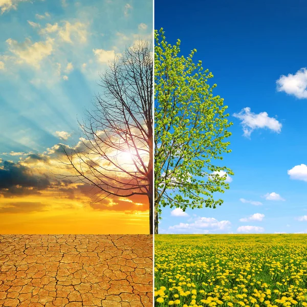 干燥的国家与裂开的土壤和蒲公英在草甸与树 气候变化或全球变暖的概念 — 图库照片