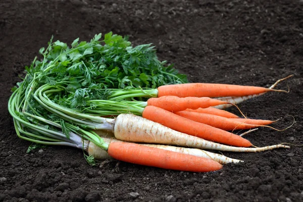 Carrots Parsley Soil Fresh Garden Harvest — Stock Photo, Image