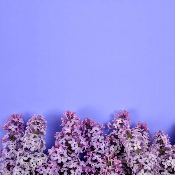 Цветущие Сиреневые Цветы Фиолетовом Фоне Копировальным Пространством — стоковое фото