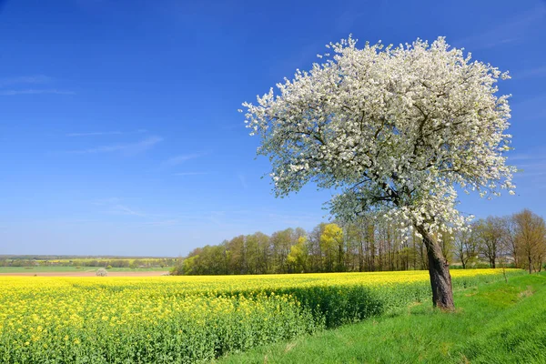 Квітуча Вишня Ріпаковим Полем Весняний Сільський Пейзаж Ясним Блакитним Небом — стокове фото