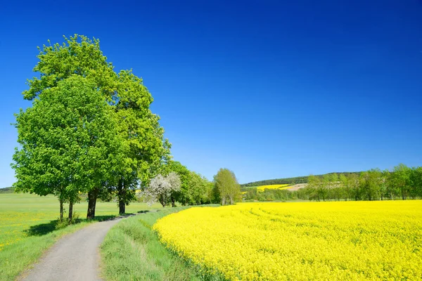 Våren Landskap Med Gula Raps Fält Och Klarblå Himmel — Stockfoto