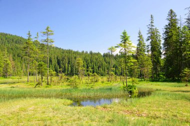 Moraine Gölü Grosser Arbersee Ulusal Park Bavyera Ormanı 'nda. Almanya.
