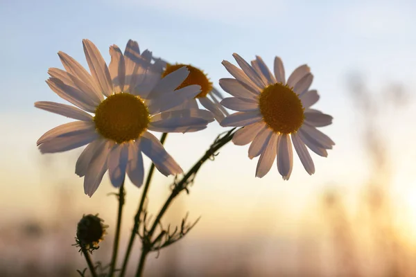 Marguerite Stokrotki Łące Zachodzie Słońca Wiosenny Kwiat — Zdjęcie stockowe