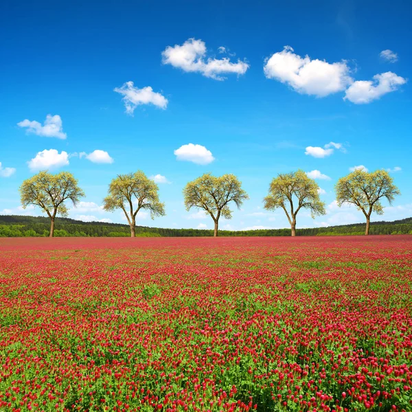 Veld Van Bloeiende Crimson Klaverblaadjes Trifolium Incarnatum Lente Landschap — Stockfoto