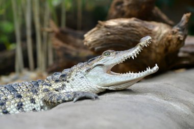 Filipinler yaşayan tatlısu timsahı (Crocodylus mindorensis).