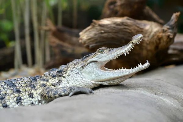 Crocodile Eau Douce Crocodylus Mindorensis Vivant Aux Philippines — Photo