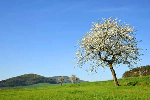 Blooming Cherry Tree Meadow Sunny Day Spring Rural Landscape — Stock Photo, Image