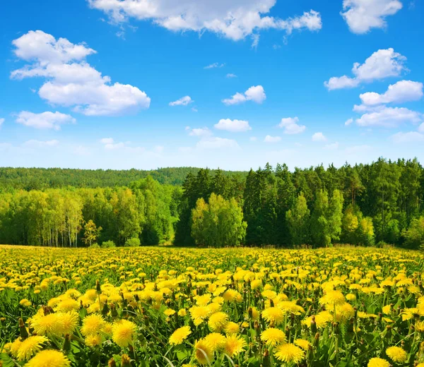 Blooming Dandelions Meadow Spring Landscape Blue Sky Clouds — Stock Photo, Image