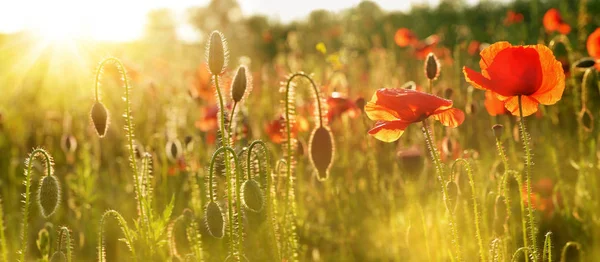 Coquelicots Rouges Dans Lumière Soir Fleurs Sauvages Sur Champ Coucher — Photo