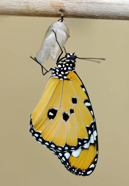 Plain Tiger Danaus Chrysippus Farfalla Monarca Che Emerge Dalla Pupa — Foto Stock