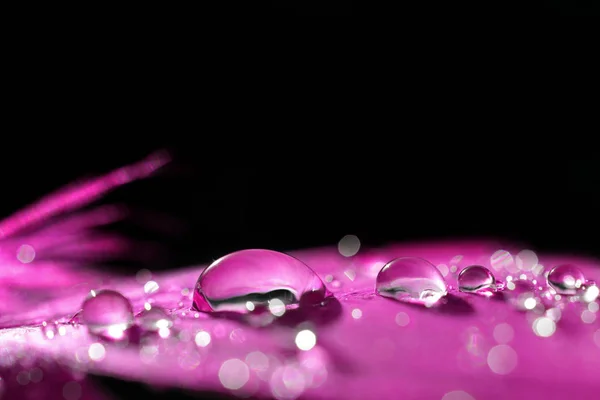 Piękne Duże Krople Rosy Wody Purpurowym Pióro Bliska Tło Przyrodnicze — Zdjęcie stockowe