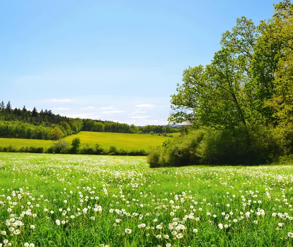 Löwenzahn Auf Der Wiese Und Klarer Himmel Frühlingslandschaft — Stockfoto