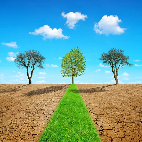 Green Grass Path Dry Country Cracked Soil Concept Change Climate — Stock Photo, Image