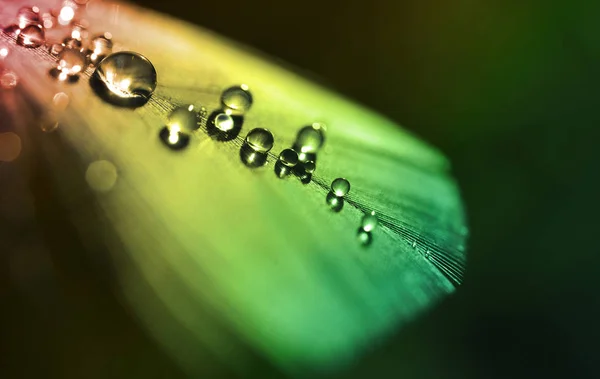 Water Dew Drops Colorful Feather Close Nature Background — Stock Photo, Image