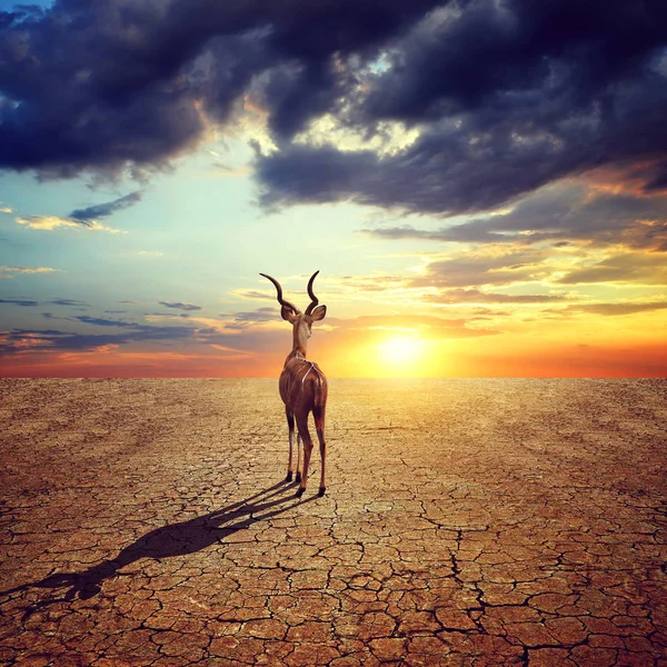 Klim Değişikliği Küresel Isınma Kavramı Çarpıcı Akşam Günbatımı Gökyüzü Altında — Stok fotoğraf