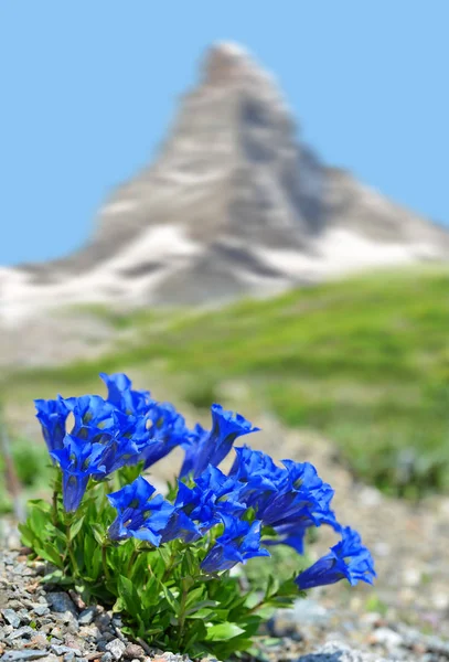 美丽的山洛文兹 麦特洪与盛开的龙胆 Pennine 阿尔卑斯 — 图库照片