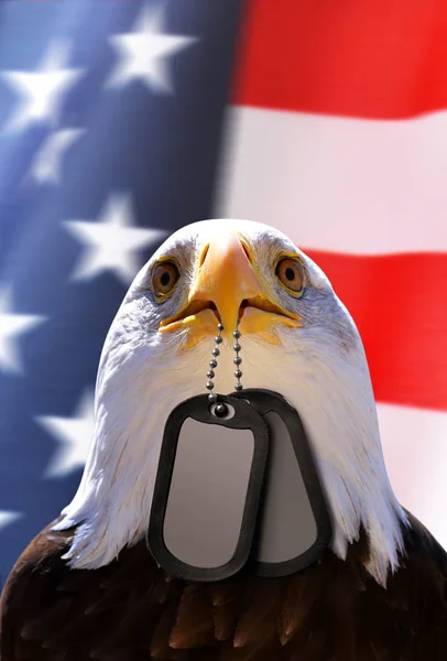 Bald Eagle holds a dog tags in his beak, at the background American flag.Memorial or Veterans Day Concept.