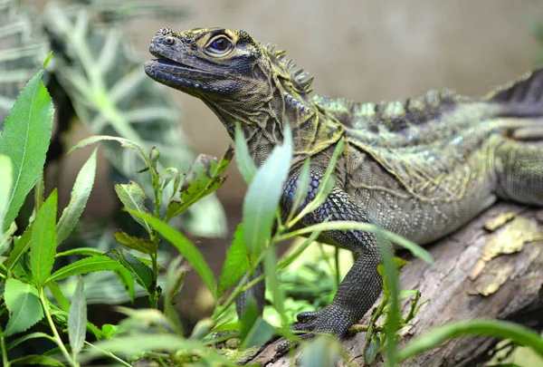 Jaszczurka Filipińska Hydrosaurus Pustulatus Zdjęcia Dzikiej Przyrody — Zdjęcie stockowe